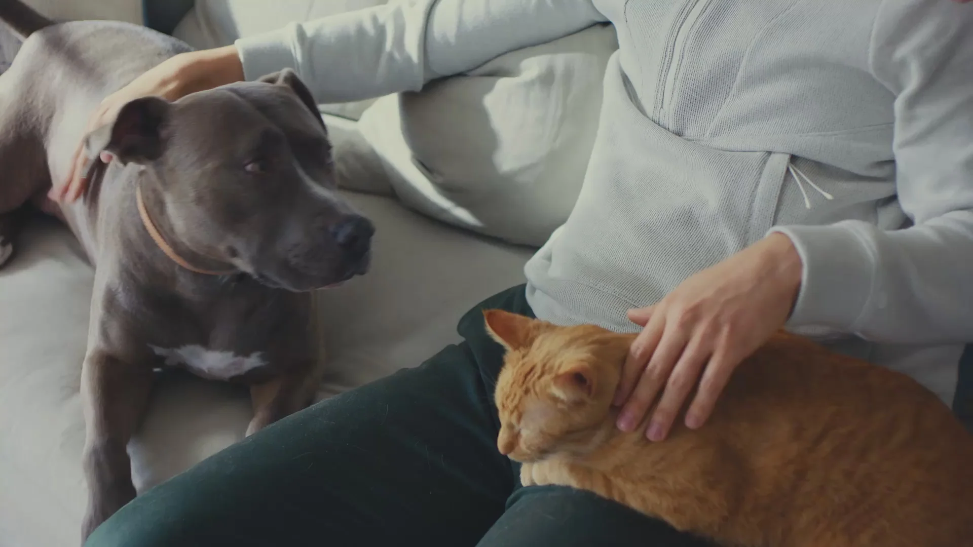 Smart Insights for Happier Pets